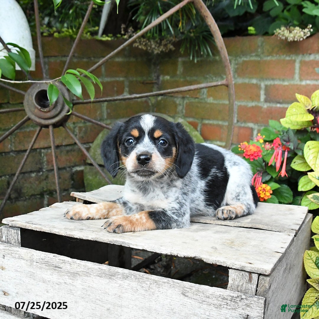 Miniature Australian Shepherd dogs for sale: Farrah - Image 1