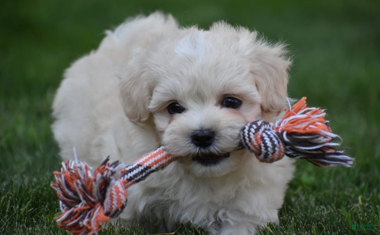 Maltipoo dogs for sale - Ad 2