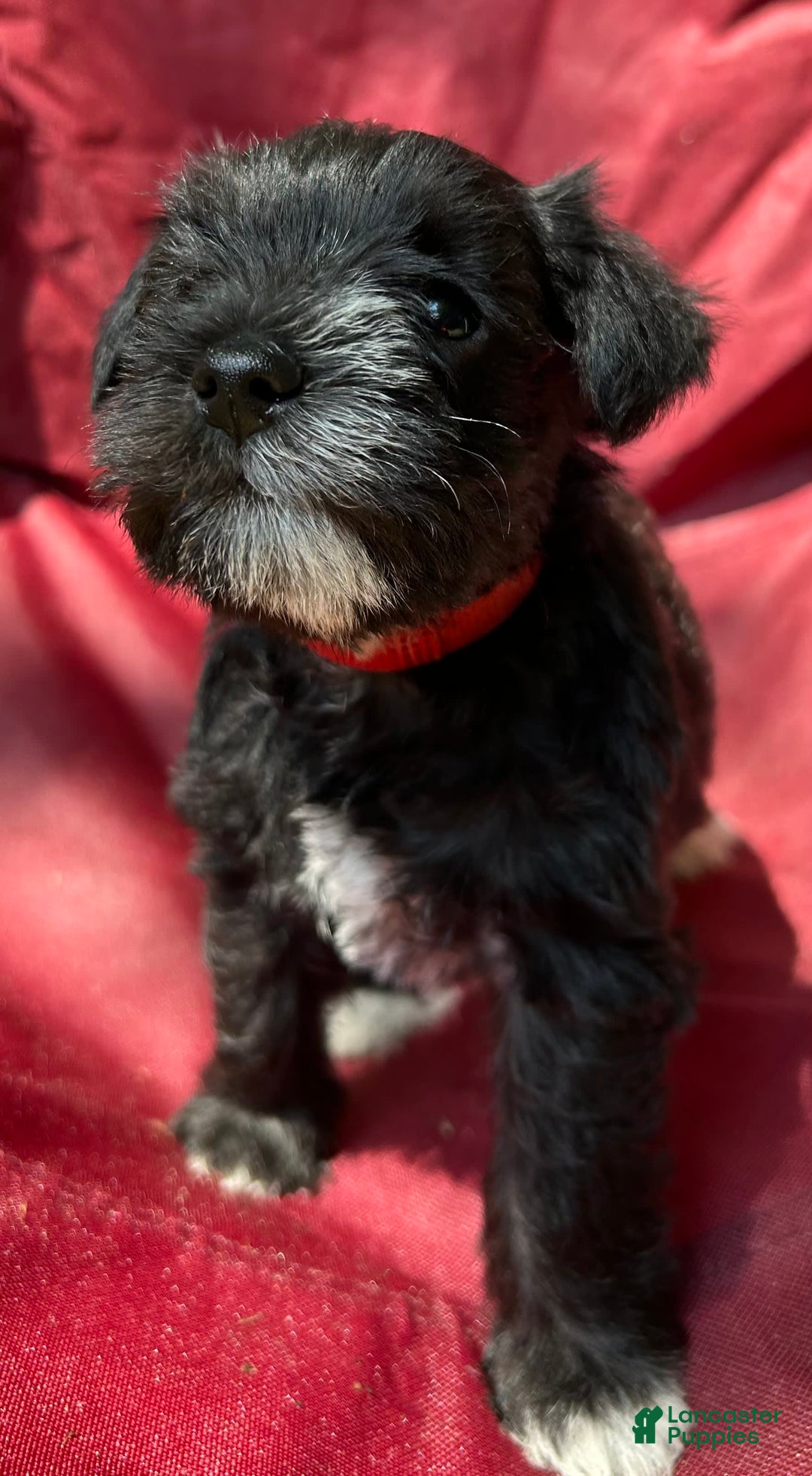 Miniature Schnauzer dogs for sale: Ellie - Image 7