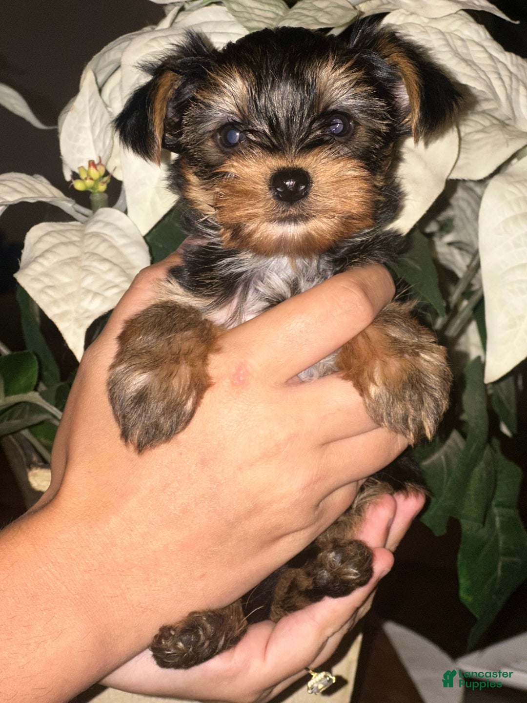Yorkshire Terrier dogs for sale: Boy 2 - Image 3