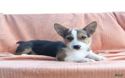 Welsh Corgi Pembroke dogs for sale: Lightning - Image 9