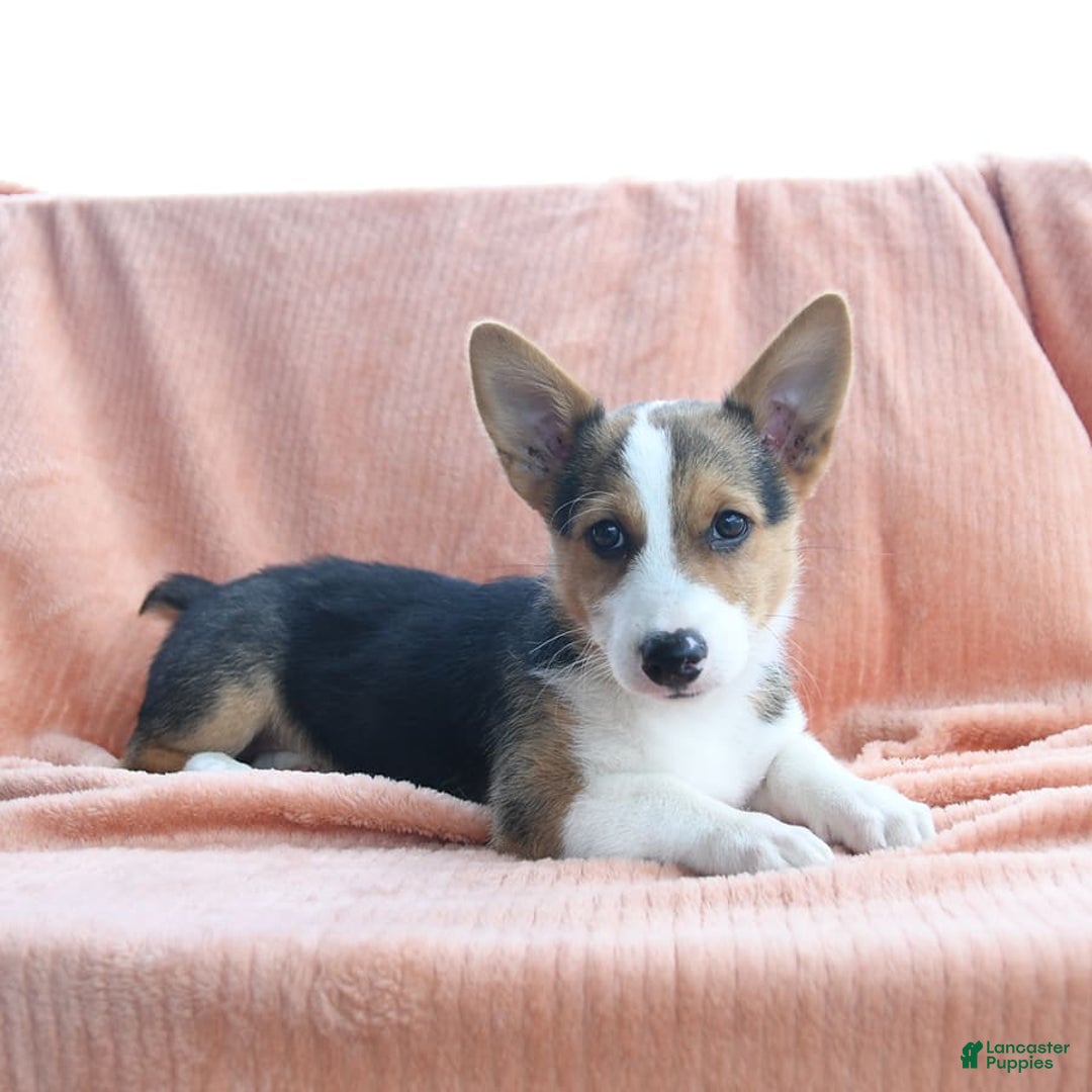 Welsh Corgi Pembroke dogs for sale: Lightning - Image 9