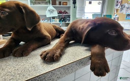 Labrador Retriever dogs for sale: Jan - Image 4