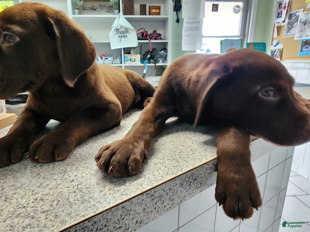 Labrador Retriever dogs for sale: Jan - Image 4