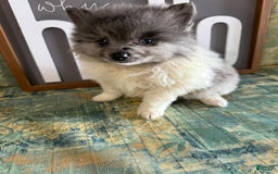 Pomeranian dogs for sale: Aaron - Image 7