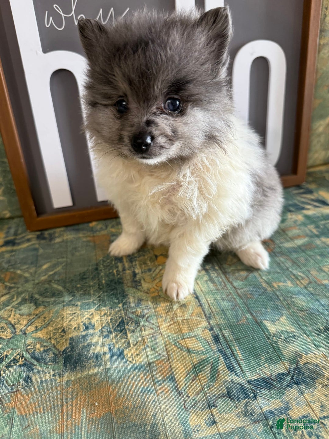Pomeranian dogs for sale: Aaron - Image 7