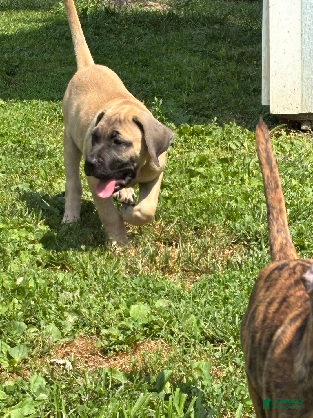 Presa Canario dogs for sale: princess - Image 1