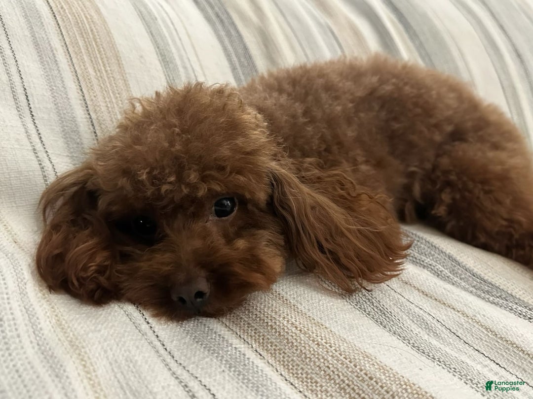 Maltipoo dogs for sale: Apple - Image 6