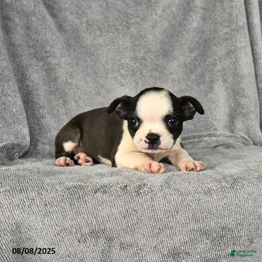 Boston Terrier dogs for sale: Lucy - Image 5