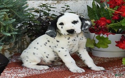 Dalmatian dogs for sale: Rebel - Image 3