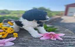 Bernedoodle dogs for sale: Priscilla - Image 6