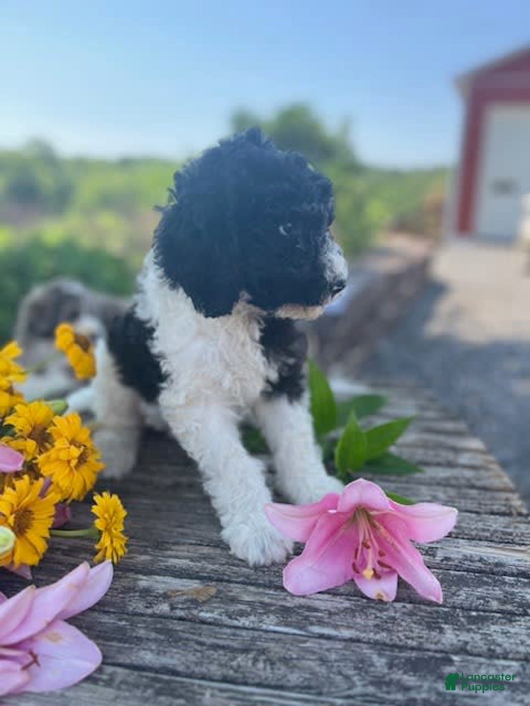 Bernedoodle dogs for sale: Priscilla - Image 6