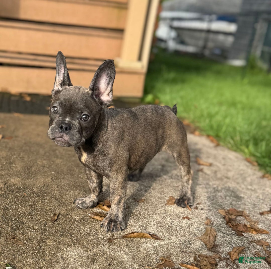 French Bulldog dogs for sale: Avery - Image 7