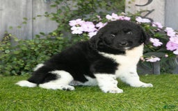 Newfoundland dogs for sale: Trixie - Image 2