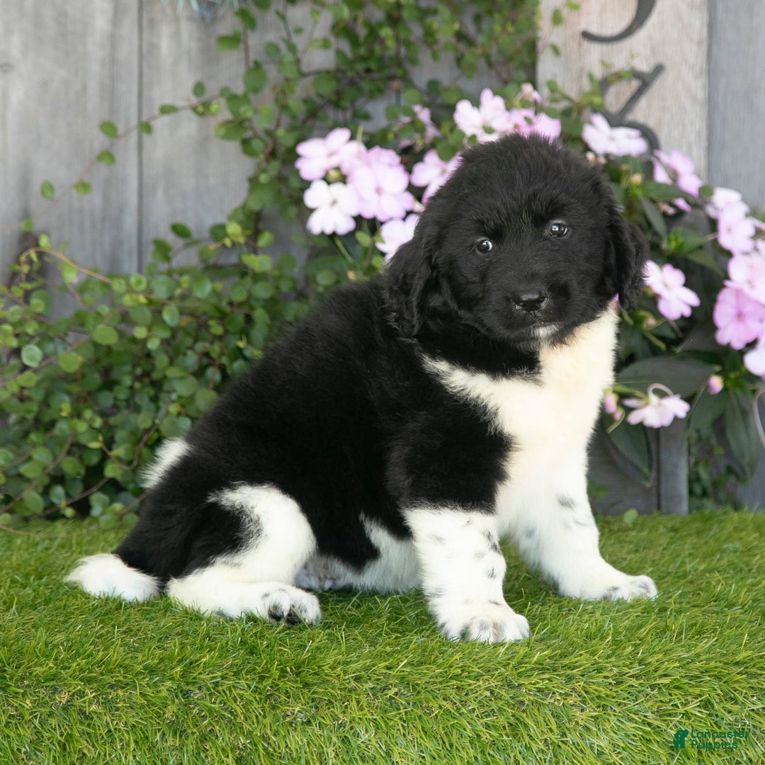 Newfoundland dogs for sale: Trixie - Image 2