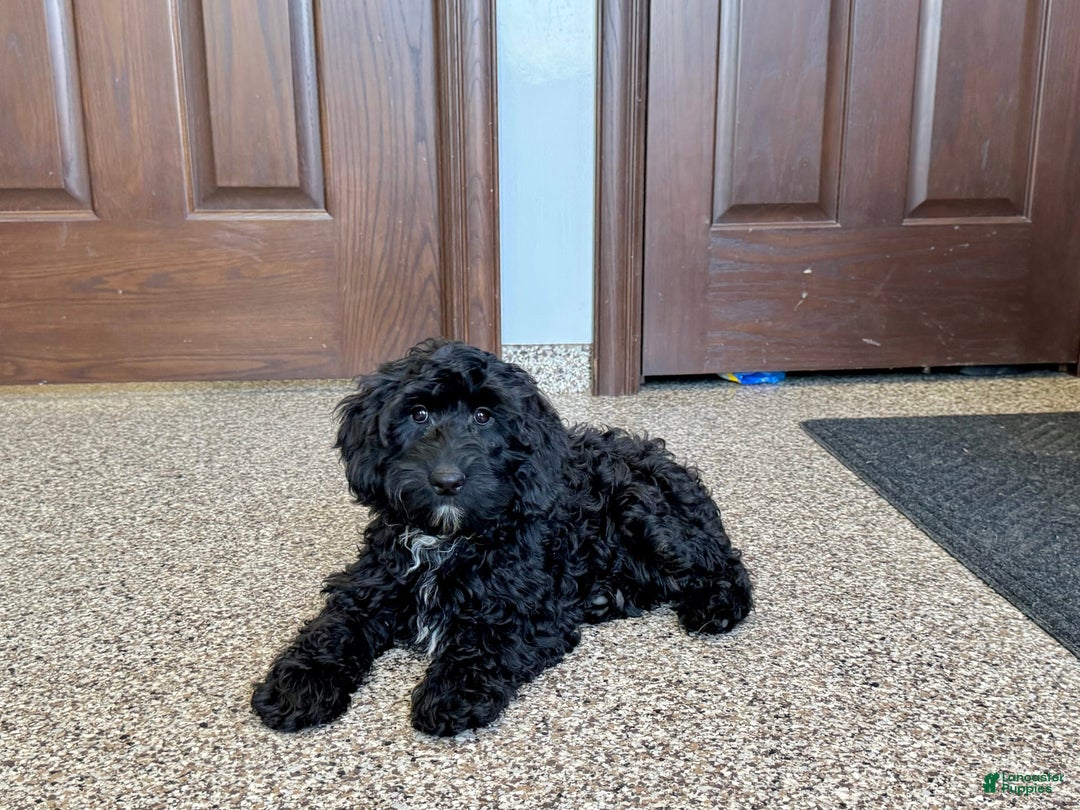 Cockapoo dogs for sale: Benjamin - Image 5