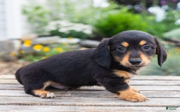 Miniature Dachshund dogs for sale: Shorty - Image 5