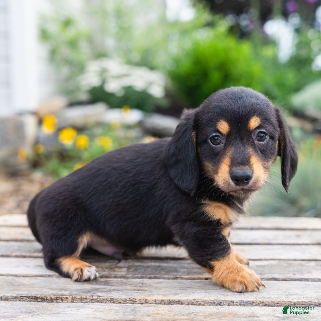 Miniature Dachshund dogs for sale: Shorty - Image 5