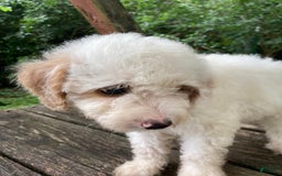 Miniature Poodle dogs for sale: Dexter - Image 9