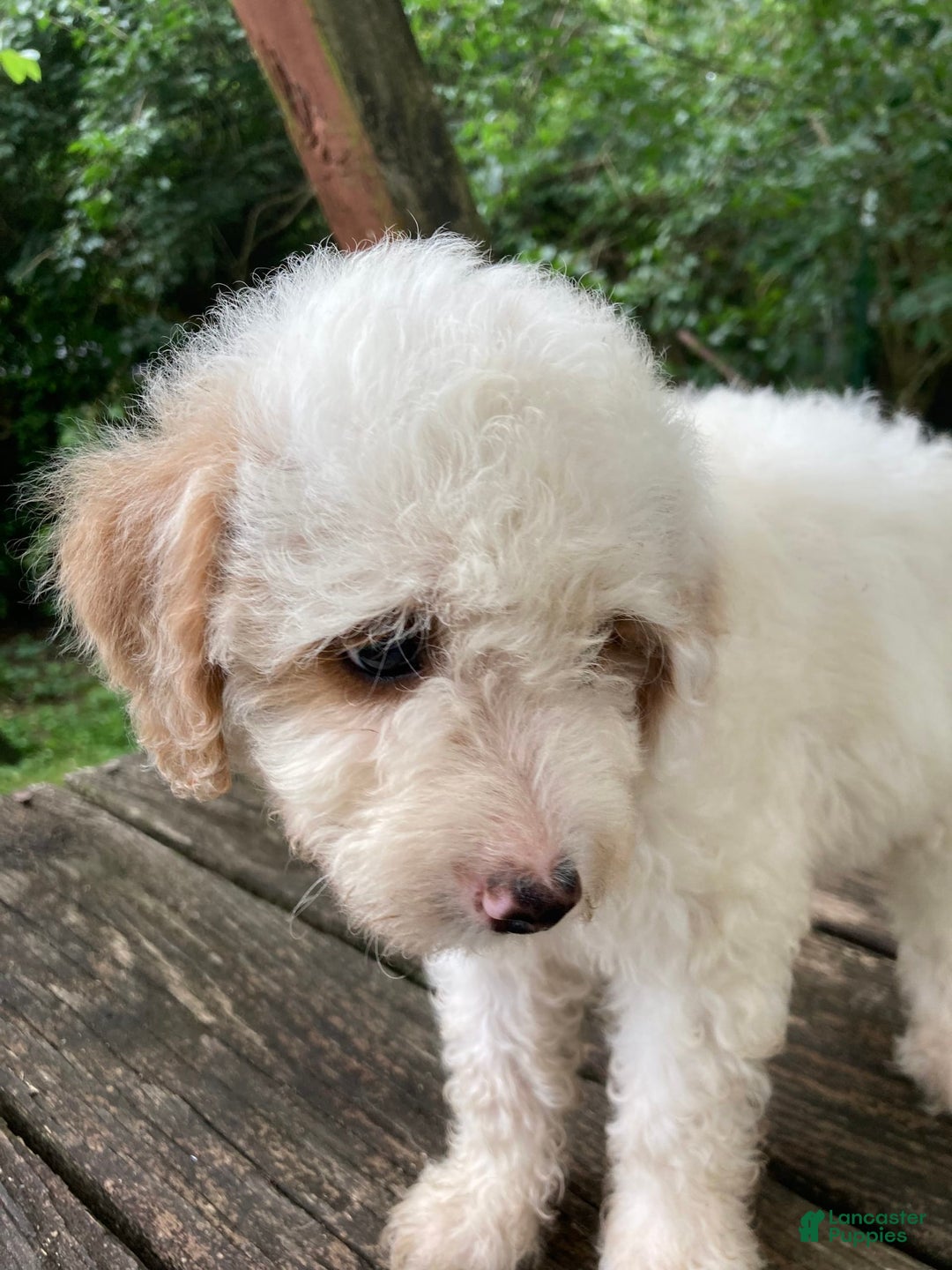 Miniature Poodle dogs for sale: Dexter - Image 9