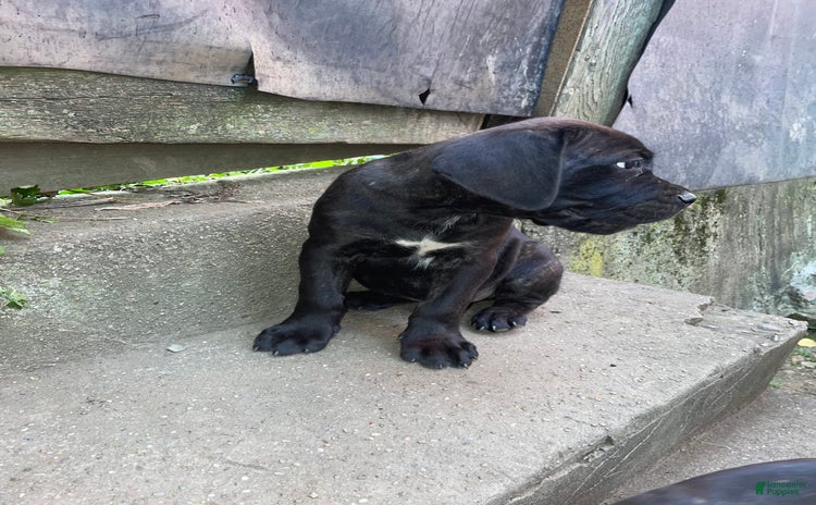 Cane Corso dogs for sale - Ad 1