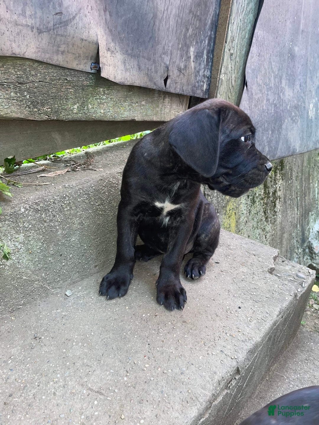 Cane Corso dogs for sale: Cane Corso 2 puppies - Image 1