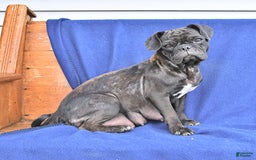 Pug dogs for sale: Jacoby - Image 3