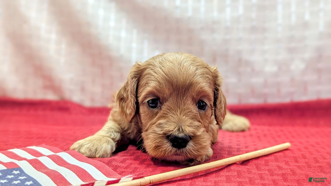 Cavapoo dogs for sale: Apollo - Image 15