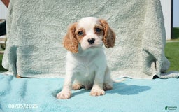 Cavalier King Charles Spaniel dogs for sale: Cavalier King Charles Spaniel 6 puppies - Image 14