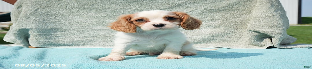 Gunther
