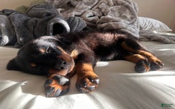 Rottweiler dogs for sale: Lylah - Image 4