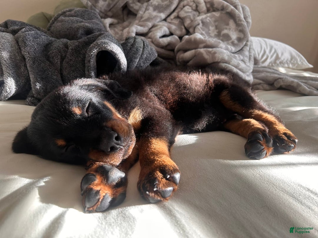 Rottweiler dogs for sale: Lylah - Image 4