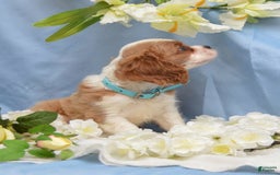 Cavalier King Charles Spaniel dogs for sale: Darrel - Image 4