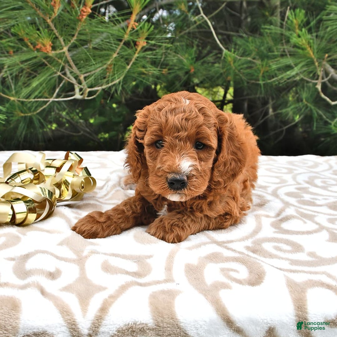 Mini Goldendoodle dogs for sale: Edger - Image 14