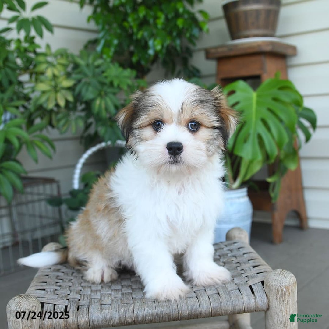 Malshi dogs for sale: Roy - Image 8