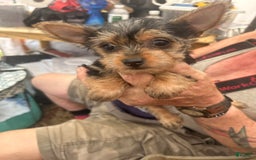 Chihuahua dogs for sale: Chorkie - Image 1