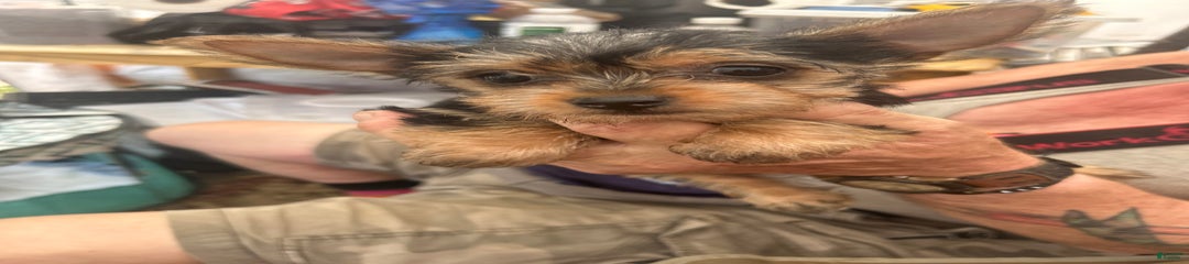 Chorkie