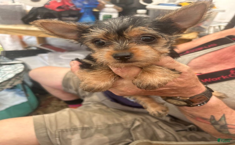 Chihuahua dogs for sale - Ad 1