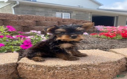 Yorkshire Terrier dogs for sale: Rebel - Image 7