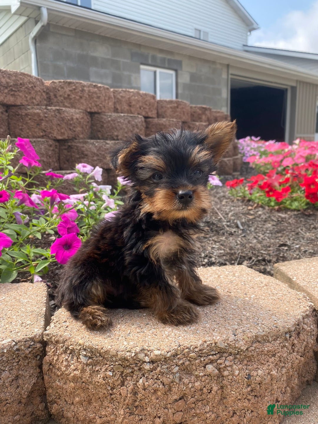 Yorkshire Terrier dogs for sale: Rebel - Image 7