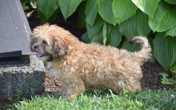 Cavapoo dogs for sale: Marina - Image 3
