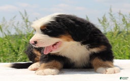 Bernese Mountain Dog dogs for sale: Wilder - Listing for pets: Waska, Wenka, Wenna, Whiskey, Wilder, Willa, Winnie, Winston - Image 4