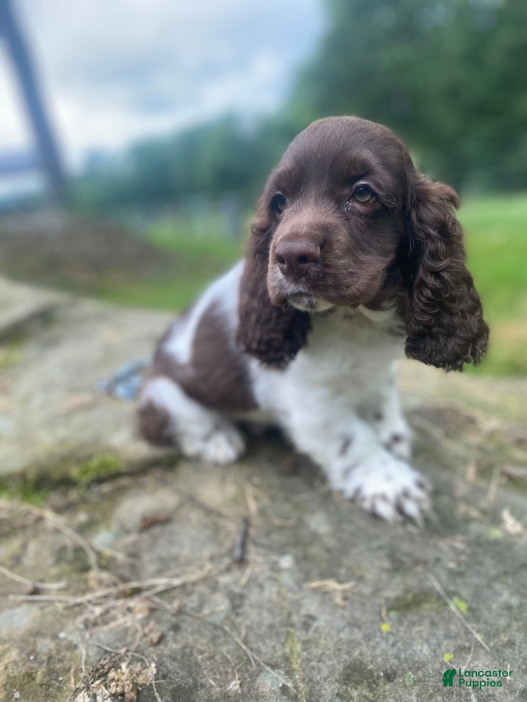 Cocker Spaniel dogs for sale: Chip - Image 3