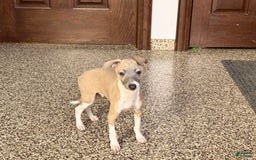 Italian Greyhound dogs for sale: Gerald - Image 17
