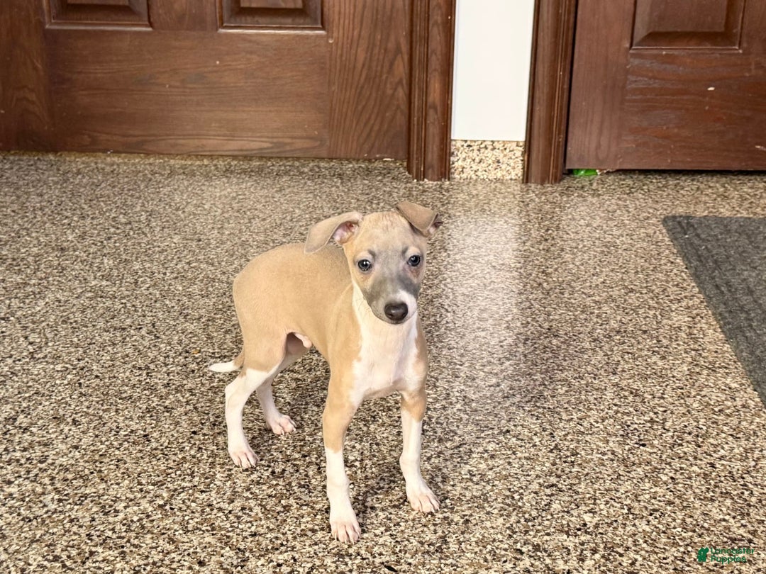 Italian Greyhound dogs for sale: Gerald - Image 17