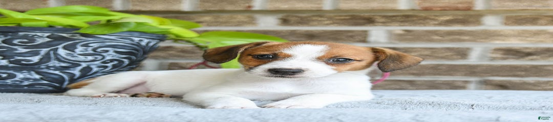 Della