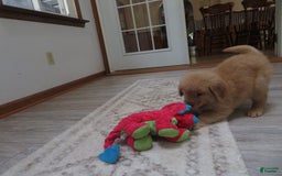 Golden Retriever dogs for sale: Starburst - Image 41