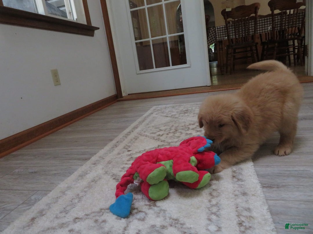Golden Retriever dogs for sale: Starburst - Image 41