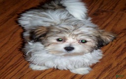 Havanese dogs for sale: Koko Boy - Image 3