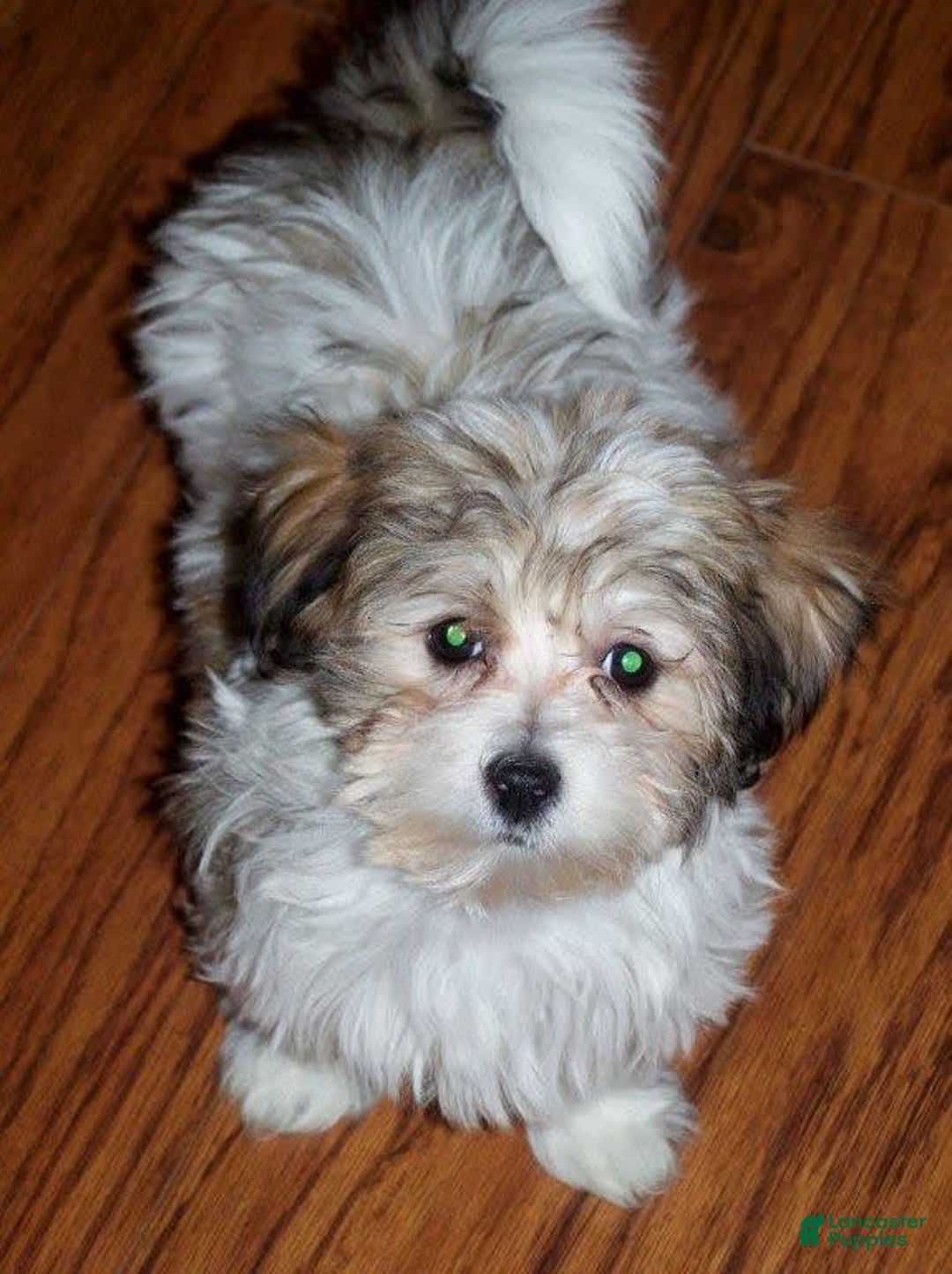 Havanese dogs for sale: Koko Boy - Image 3